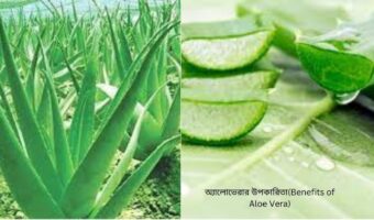 অ্যালোভেরার উপকারিতা(Benefits of Aloe Vera)