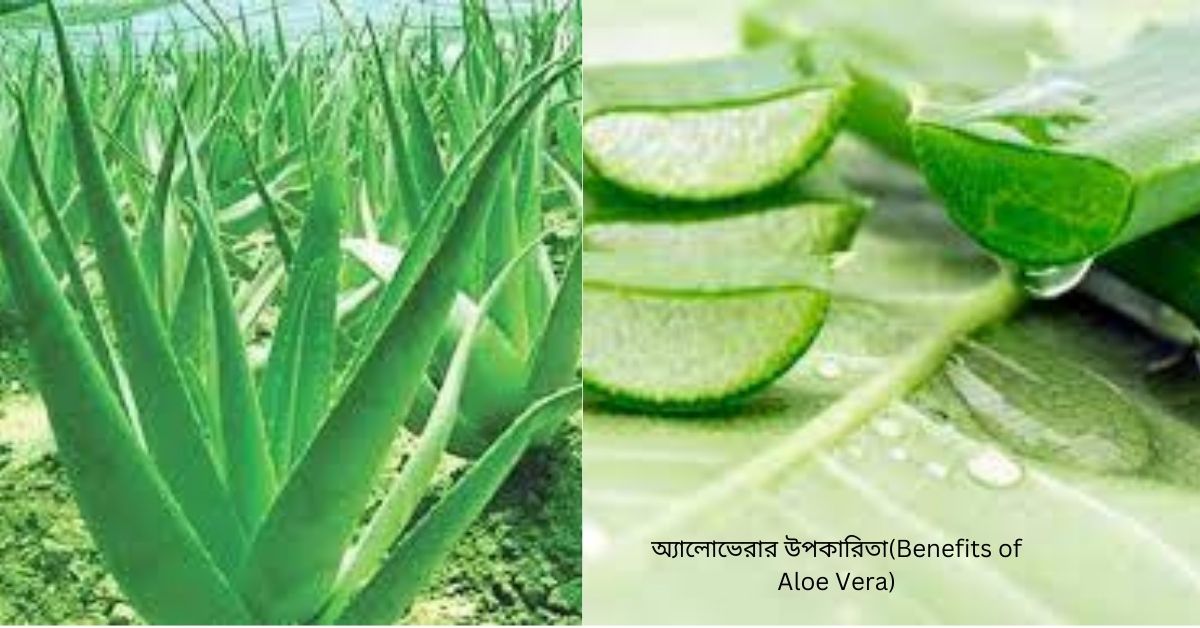অ্যালোভেরার উপকারিতা(Benefits of Aloe Vera)