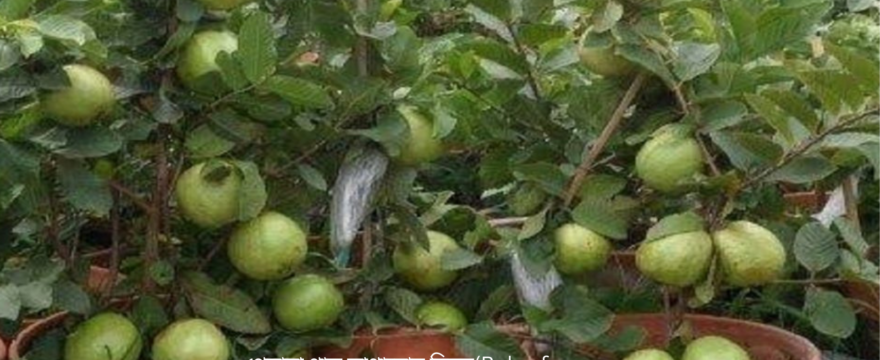 পেয়ারা গাছ লাগানোর নিয়ম(Rules for planting guava trees)