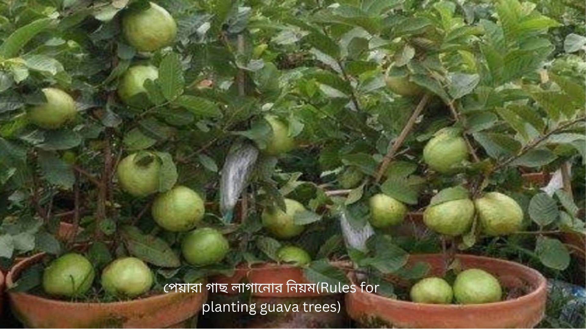 পেয়ারা গাছ লাগানোর নিয়ম(Rules for planting guava trees)