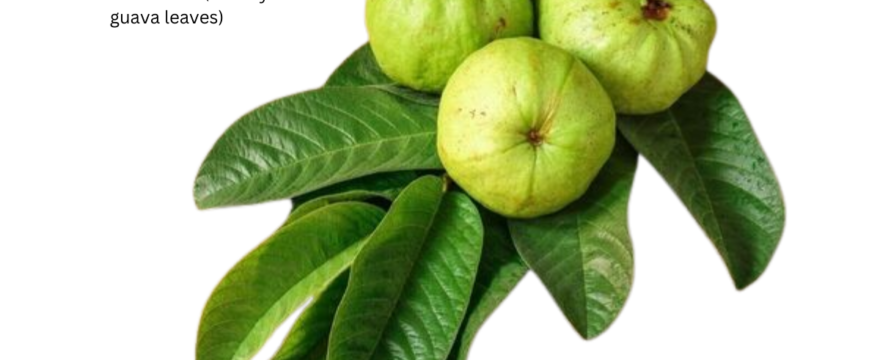 পেয়ারা পাতা দিয়ে রূপচর্চা(Beauty with guava leaves)