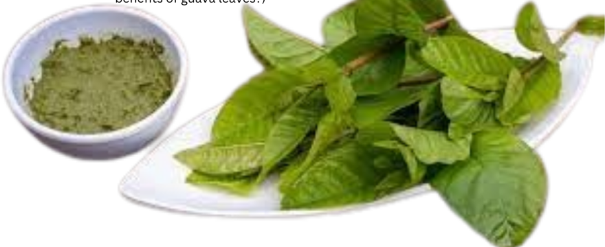 পেয়ারা পাতার উপকারিতা কি(What are the benefits of guava leaves?)