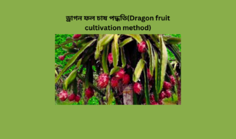 ড্রাগন ফল চাষ পদ্ধতি(Dragon fruit cultivation method)